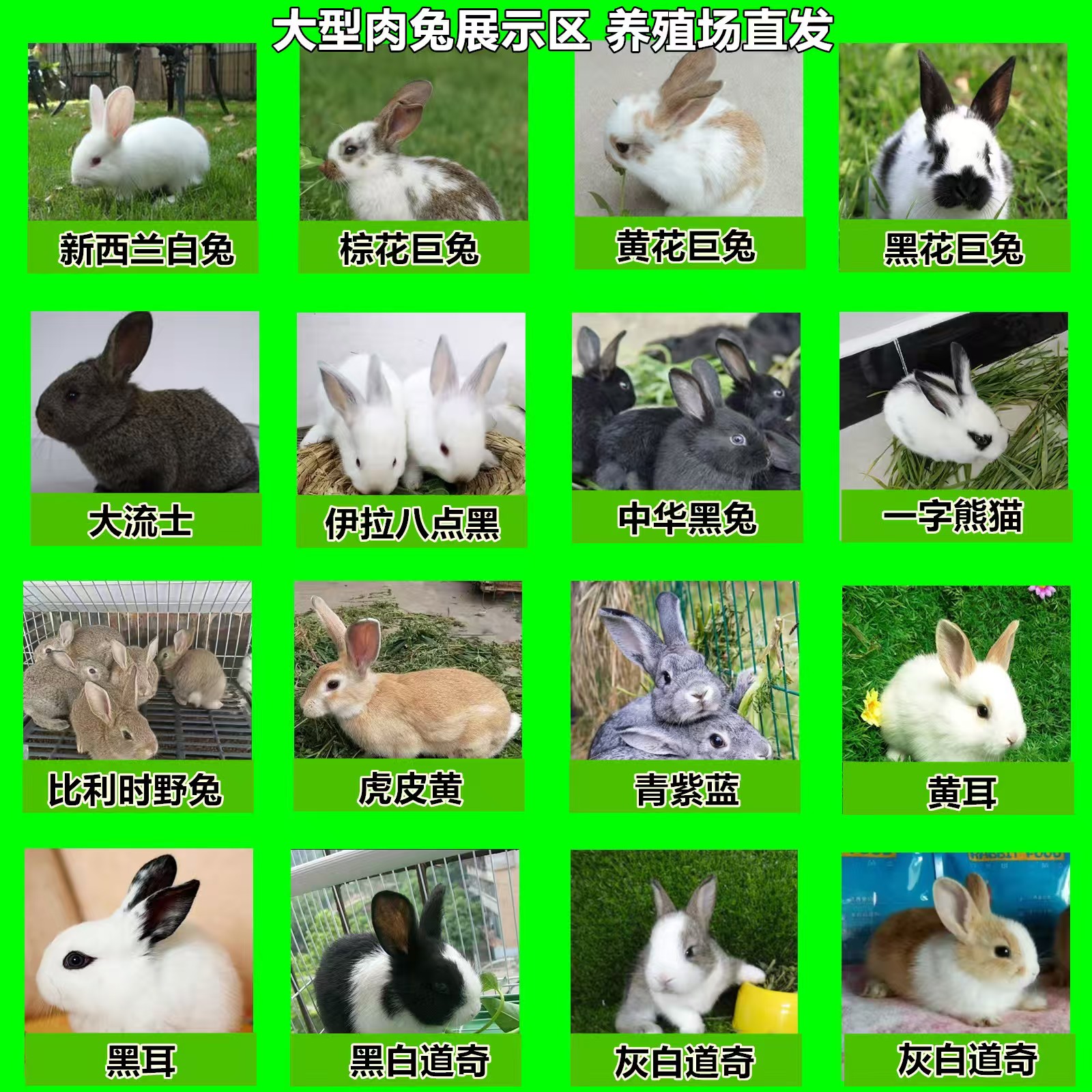 超萌月月兔家养肉兔苗，小白兔花巨兔新西兰比利时品种大揭秘！