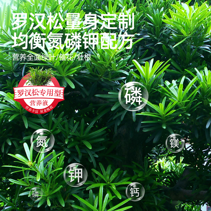 罗汉松专用肥料：让造型松树盆景焕发新生的秘密武器！