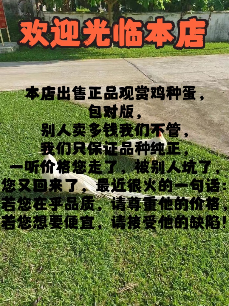 麻羽鸡受精蛋活苗太香了！新手也能养出小可爱，萌到心化