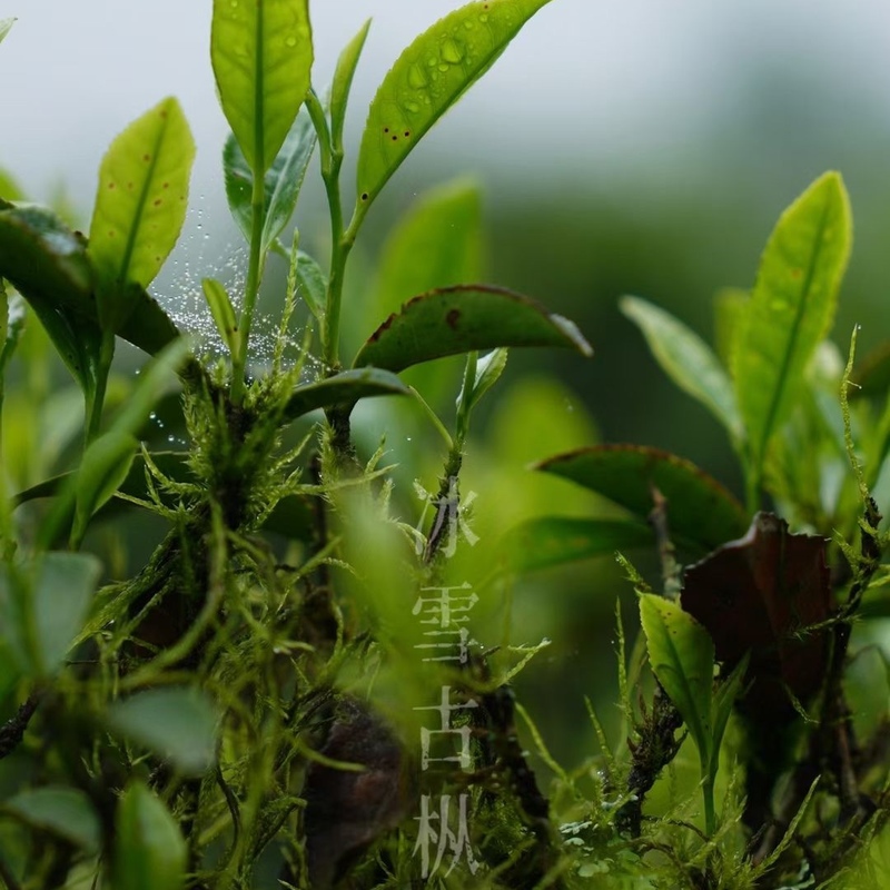 正山小种PK金骏眉，谁才是高端红茶界的王者？绝绝子，茶友们必看！