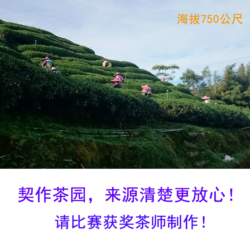文山包种茶有包揉这道工序？真相揭秘，茶友们不容错过！