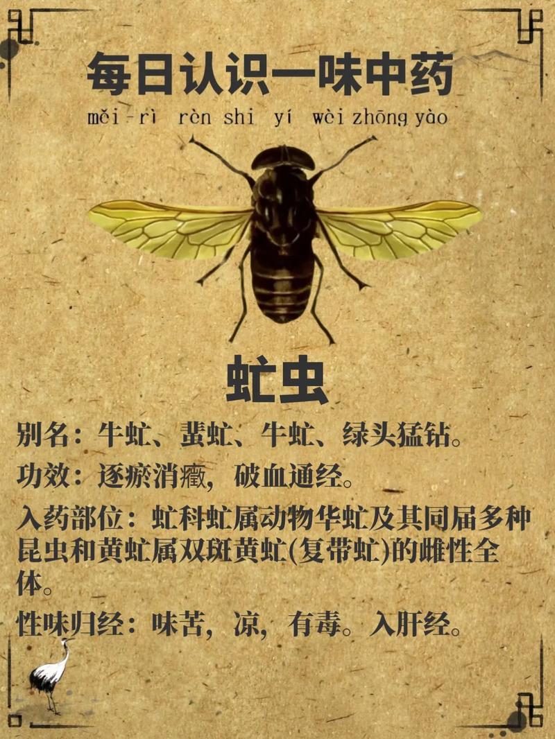 虻虫图片,揭秘自然界中的吸血者