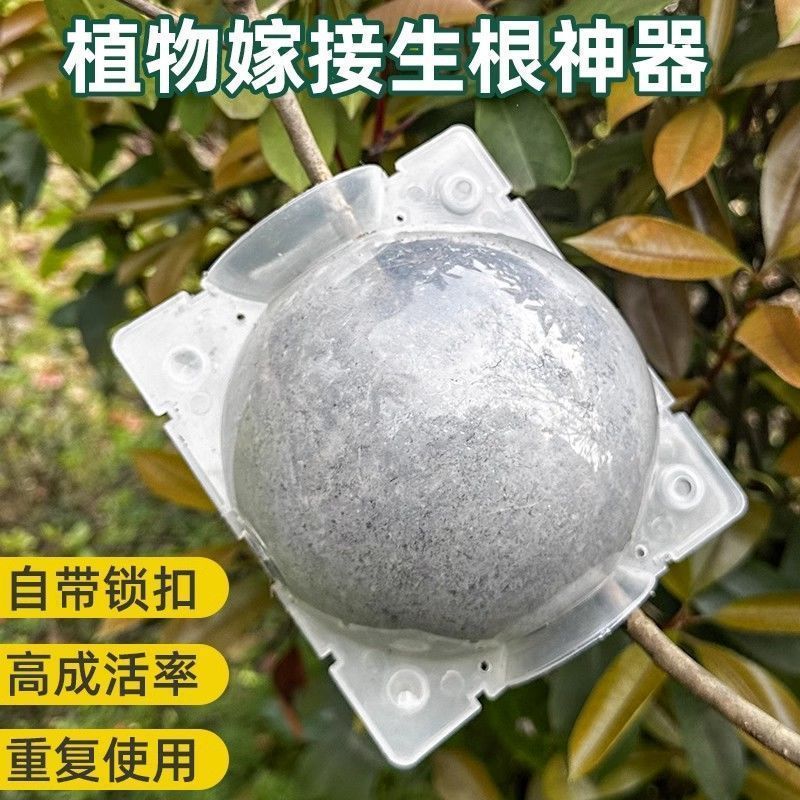 高压嫁接盒：月季嫁接机的秘密武器，轻松实现果树嫁接生根繁殖！