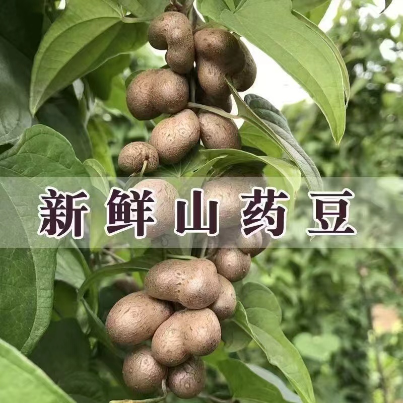 2025新鲜铁棍山药豆，正宗铁杆淮山药，小白嘴山药蛋，大号3斤装，滋补圣品来啦！