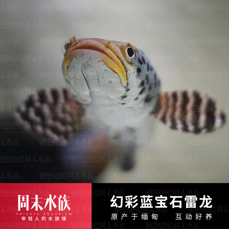 巴卡雷龙苗与鬼王雷龙苗：揭秘恐龙界的两大神秘力量