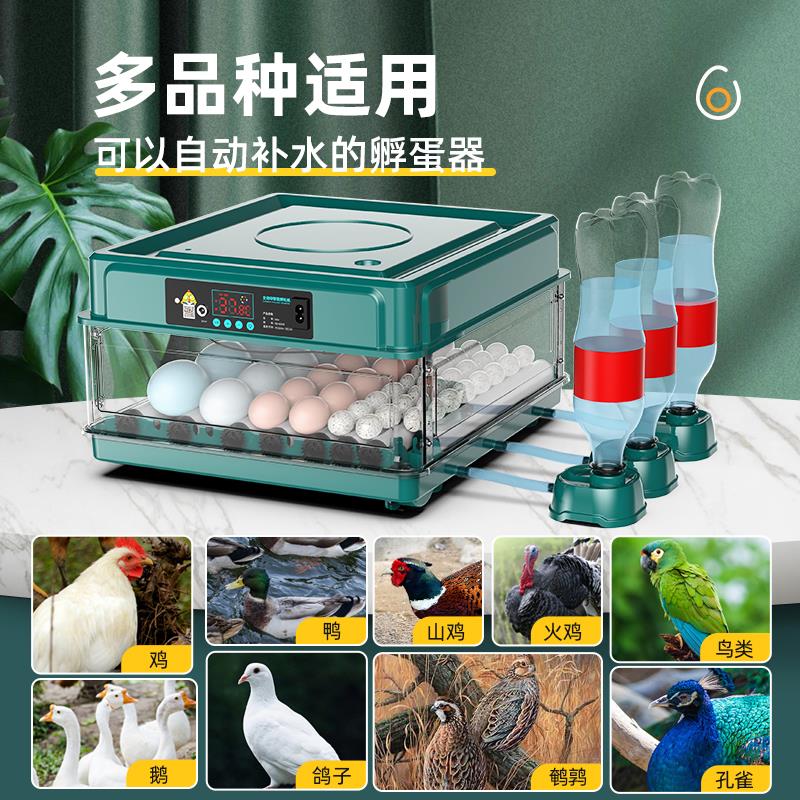 全自动家用小鸡孵化器：让养鸡梦想触手可及！