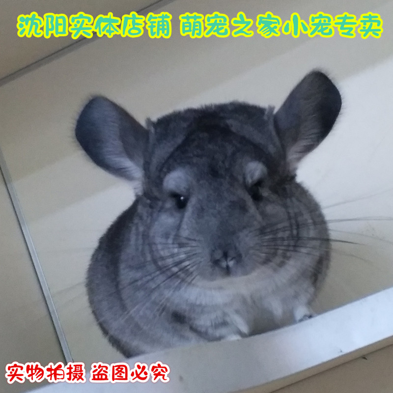遇见萌宠新宠儿！沈阳宠物龙猫店里的纯白DD龙猫宝宝，你心动了吗？