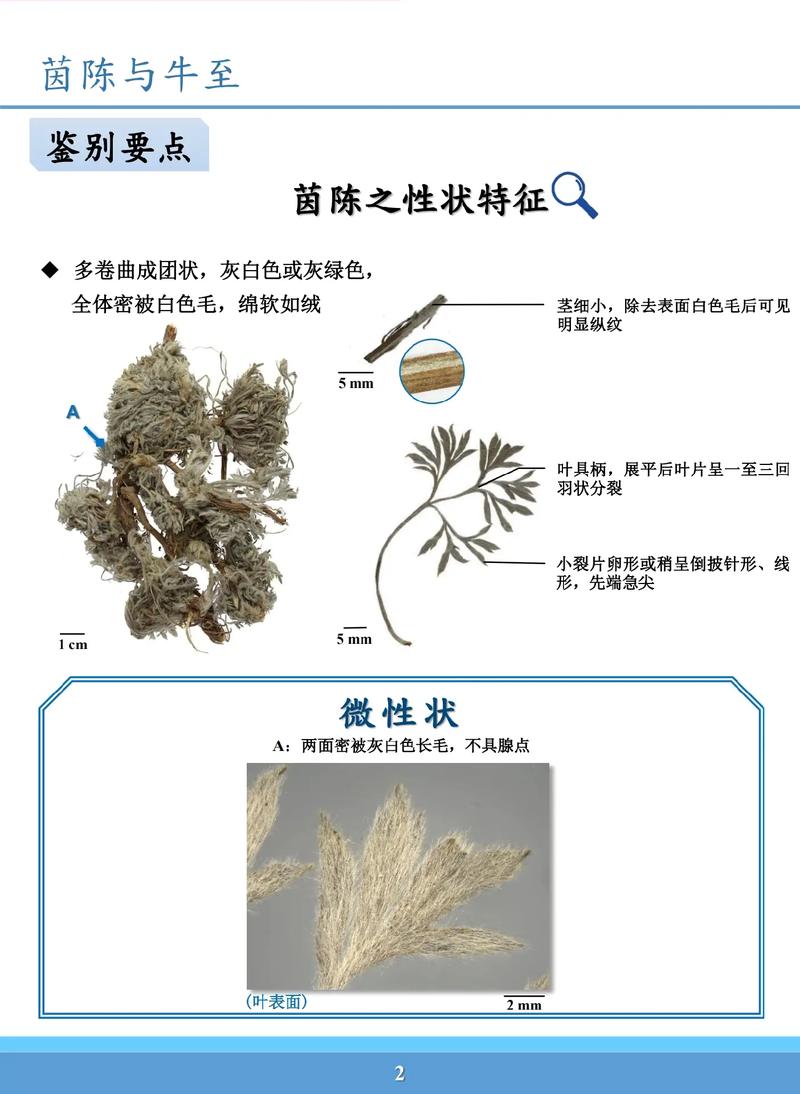 牛至价格,市场行情与影响因素