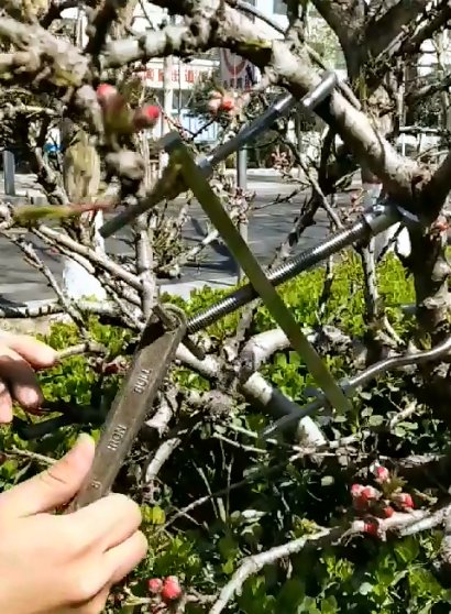 定制拿弯器盆栽盆景DIY造型工具：让每一株植物都成为艺术品