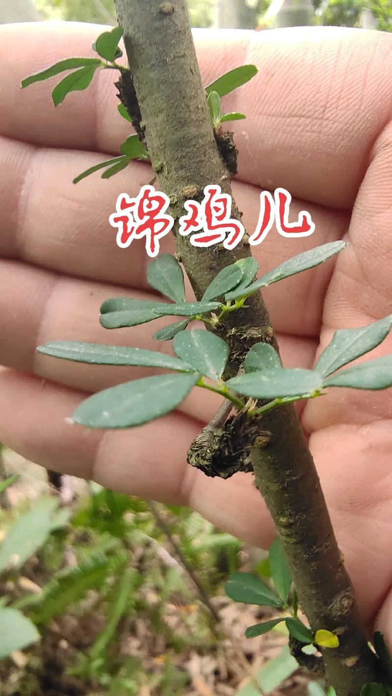 锦鸡儿根的功效与作用,大自然的馈赠与药用价值