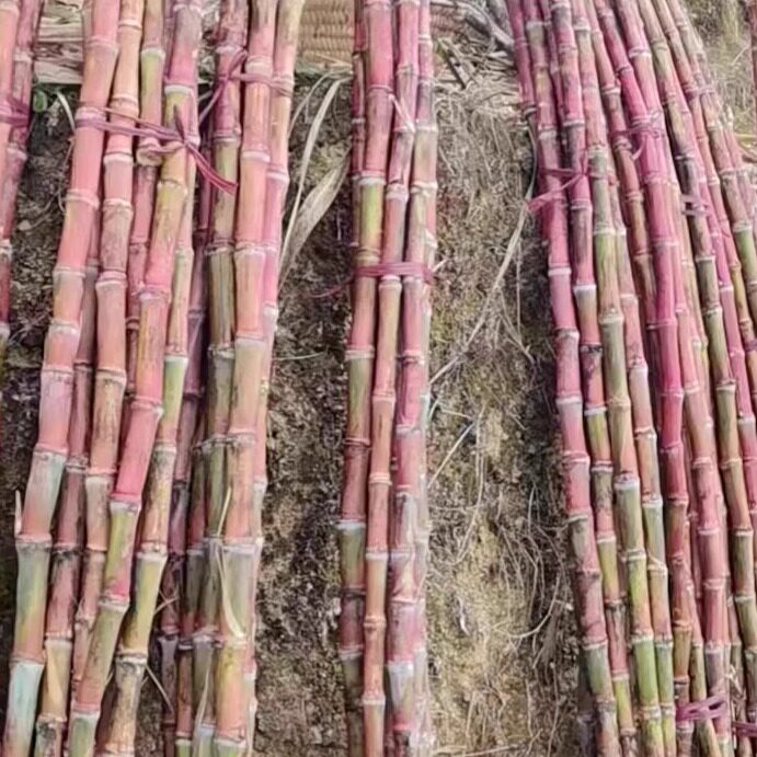 如何挑选口感好又新鲜的云南红皮脆皮甘蔗?