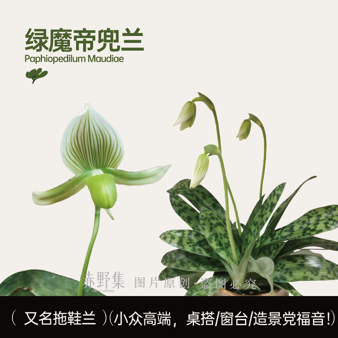 赤野集兰花红魔帝绿魔帝兜兰：花开四季，室内花卉新宠
