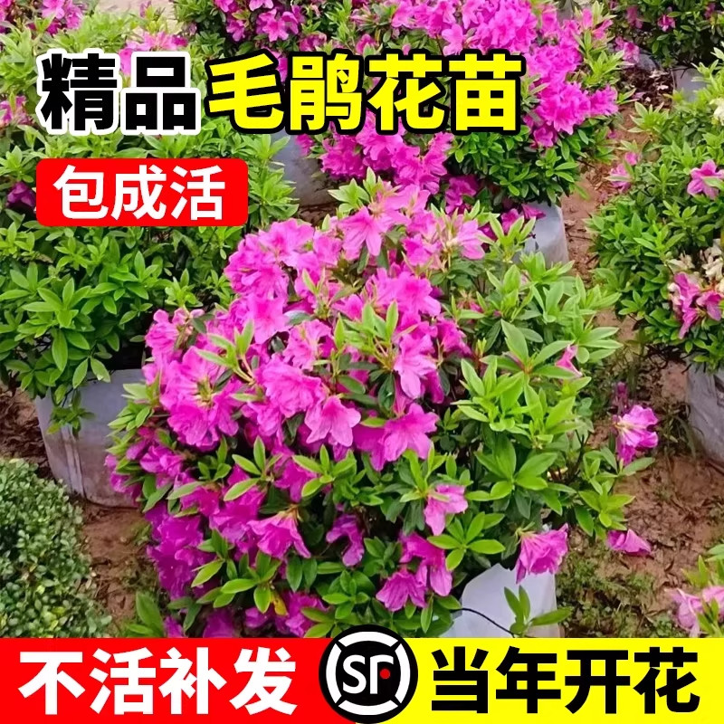 如何选择适合室外庭院种植的开花植物？