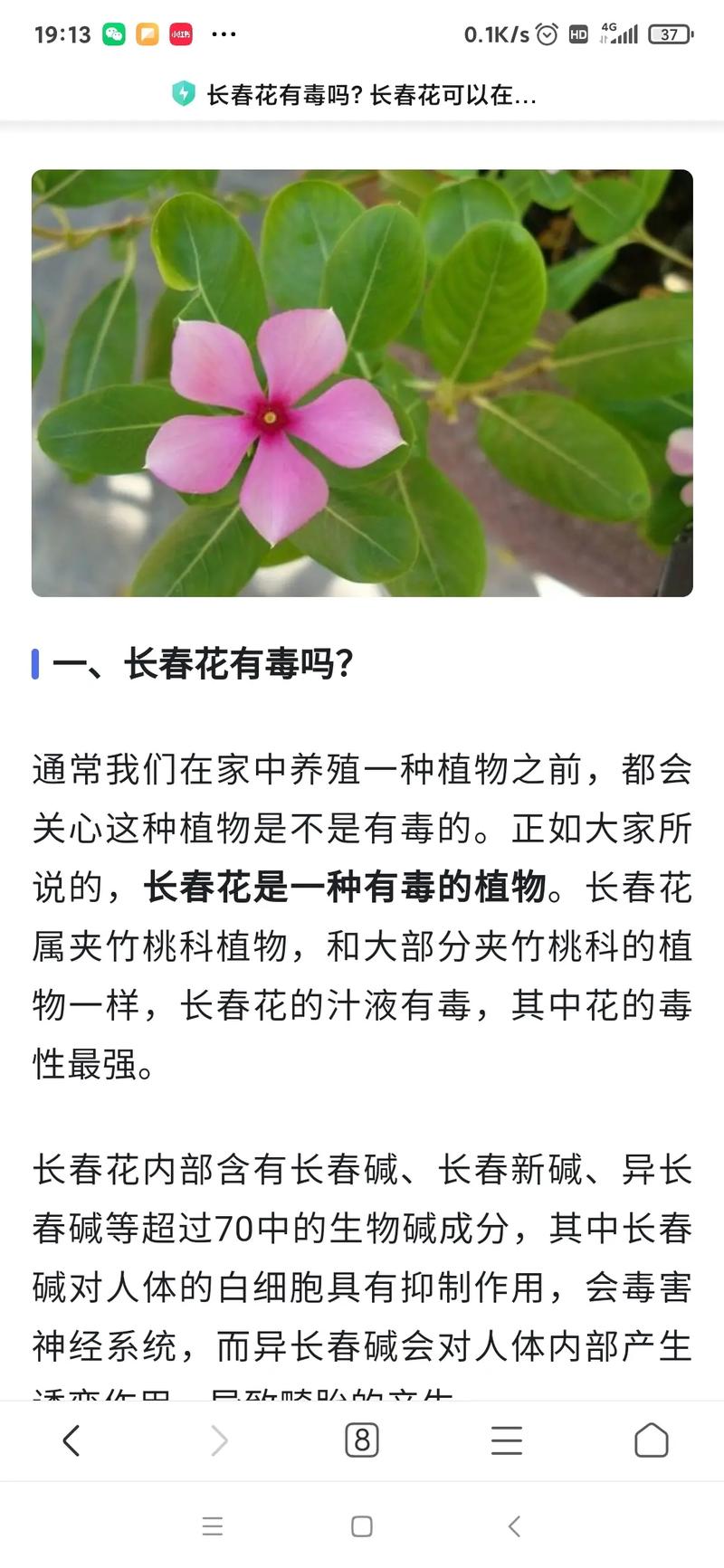 长春花的功效与作用,长春花简介