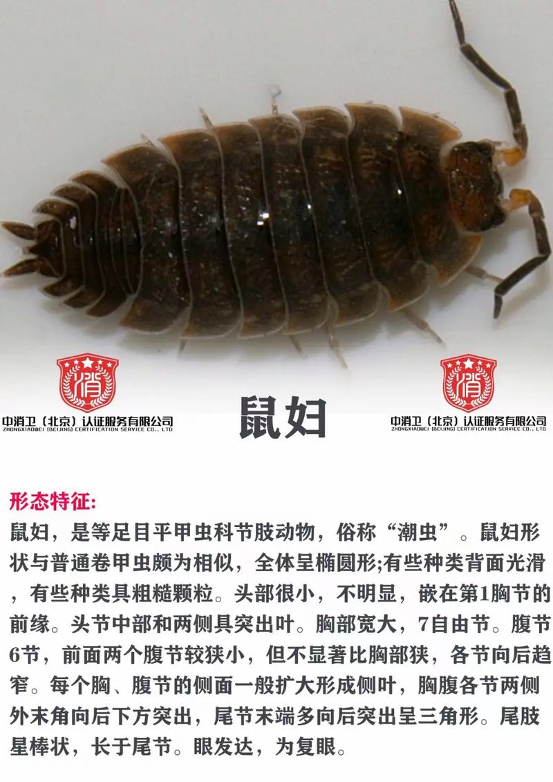 鼠妇虫图片,鼠妇虫的生态价值与生活习性