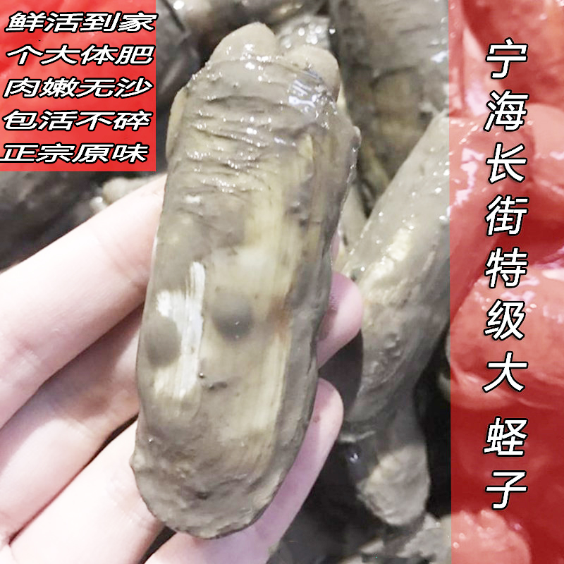 宁海特大长街蛏子：带泥海鲜界的鲜活传奇，野生无沙小海鲜的淘宝盛宴！