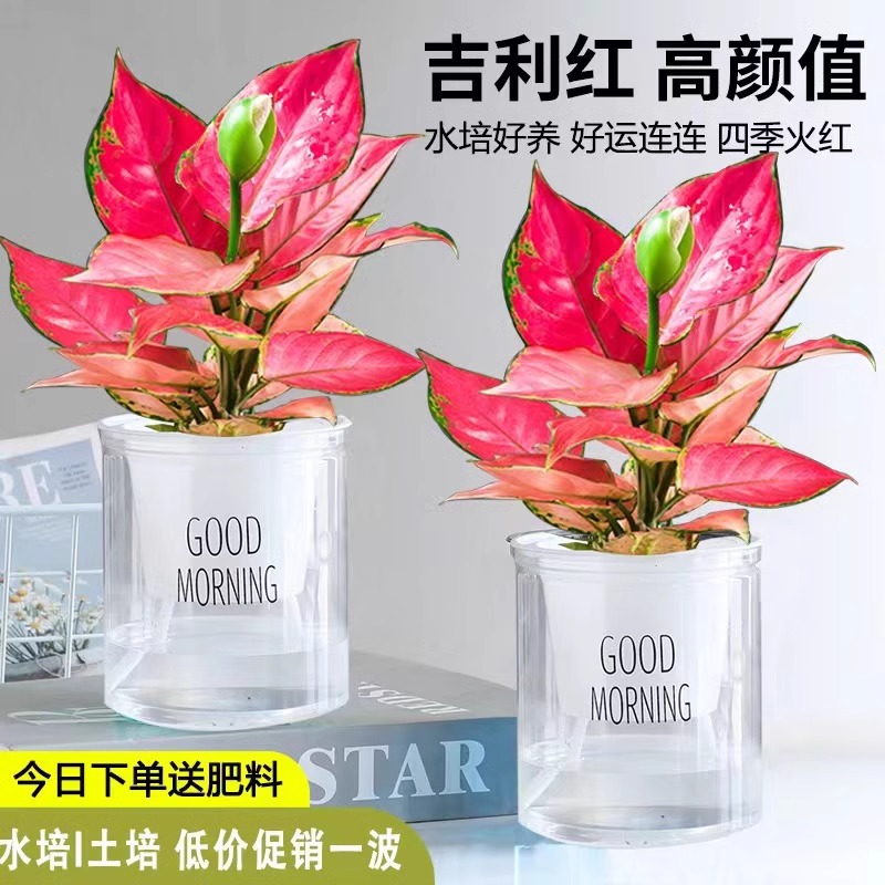 文竹水培植物：懒人必备的办公室绿植新宠，轻松装点你的桌面