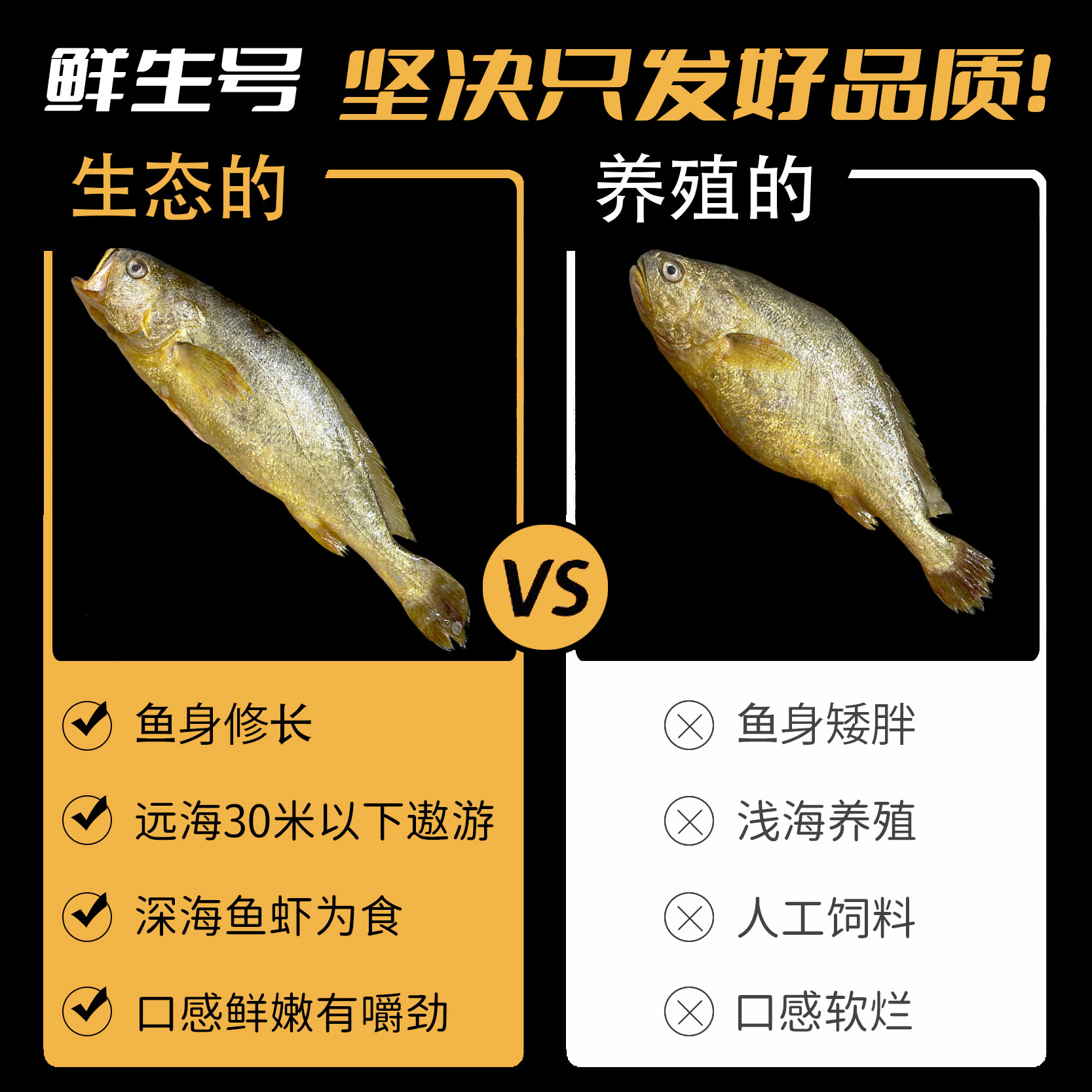 深海宝藏：浙奉渔野生大黄鱼小条，舟山新鲜海捕黄花鱼的秘密