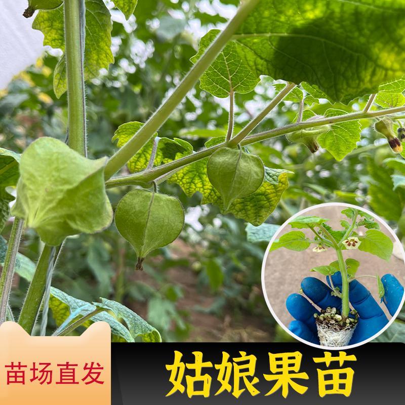 东北姑娘果真香！应季灯笼果甜到爆，顺丰包邮太值了！