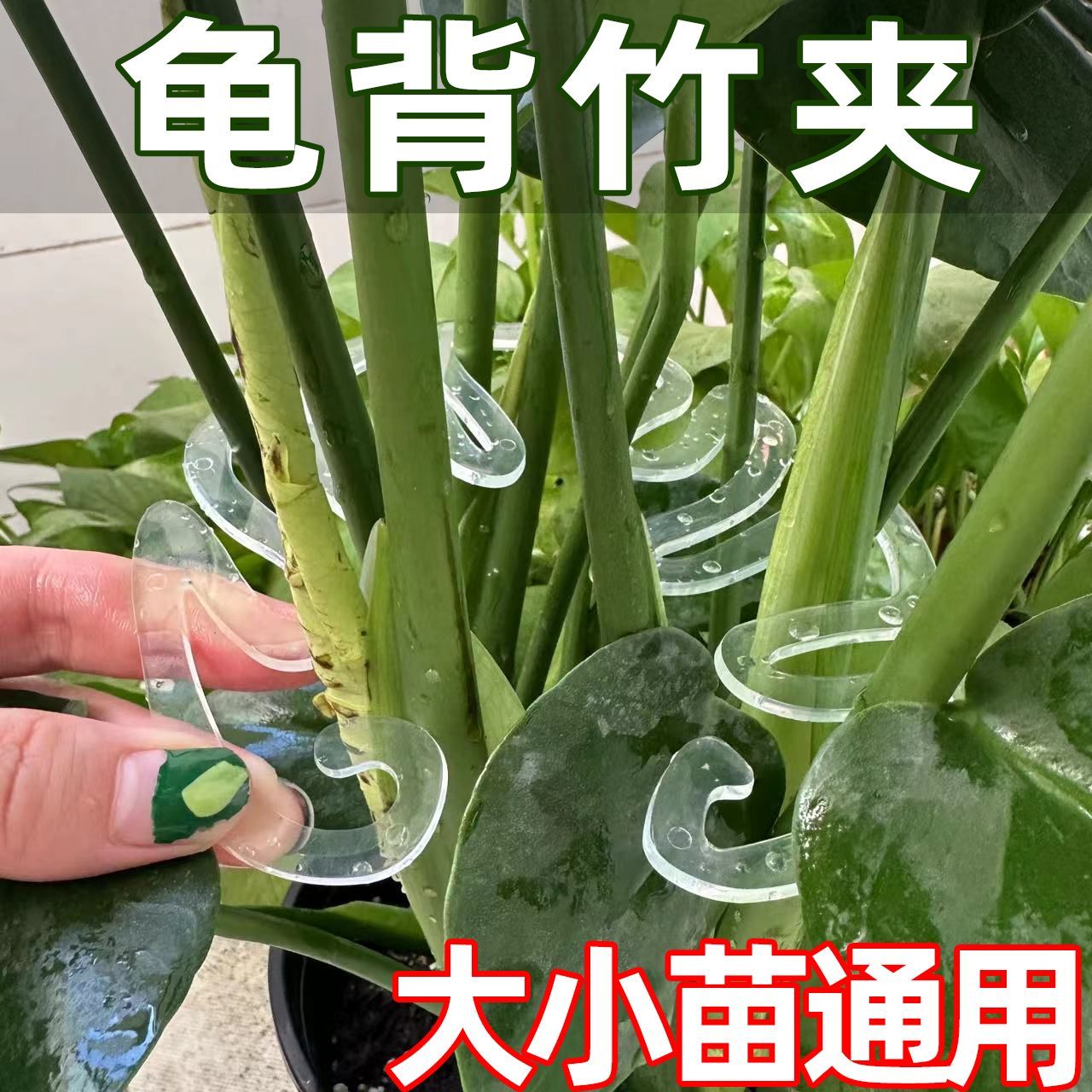龟背竹支撑杆防倒伏神器，春雨支架固定器助你轻松搞定绿植养护难题！