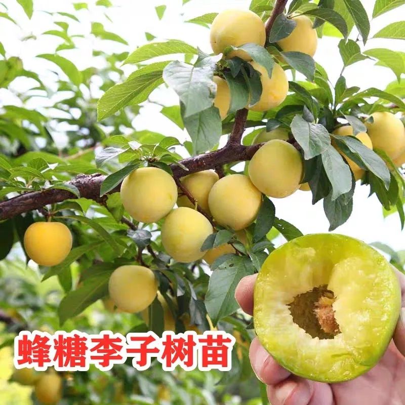 蜂糖李子树苗嫁接大揭秘：特大晚熟青脆李子苗，南北皆宜的种植新星！