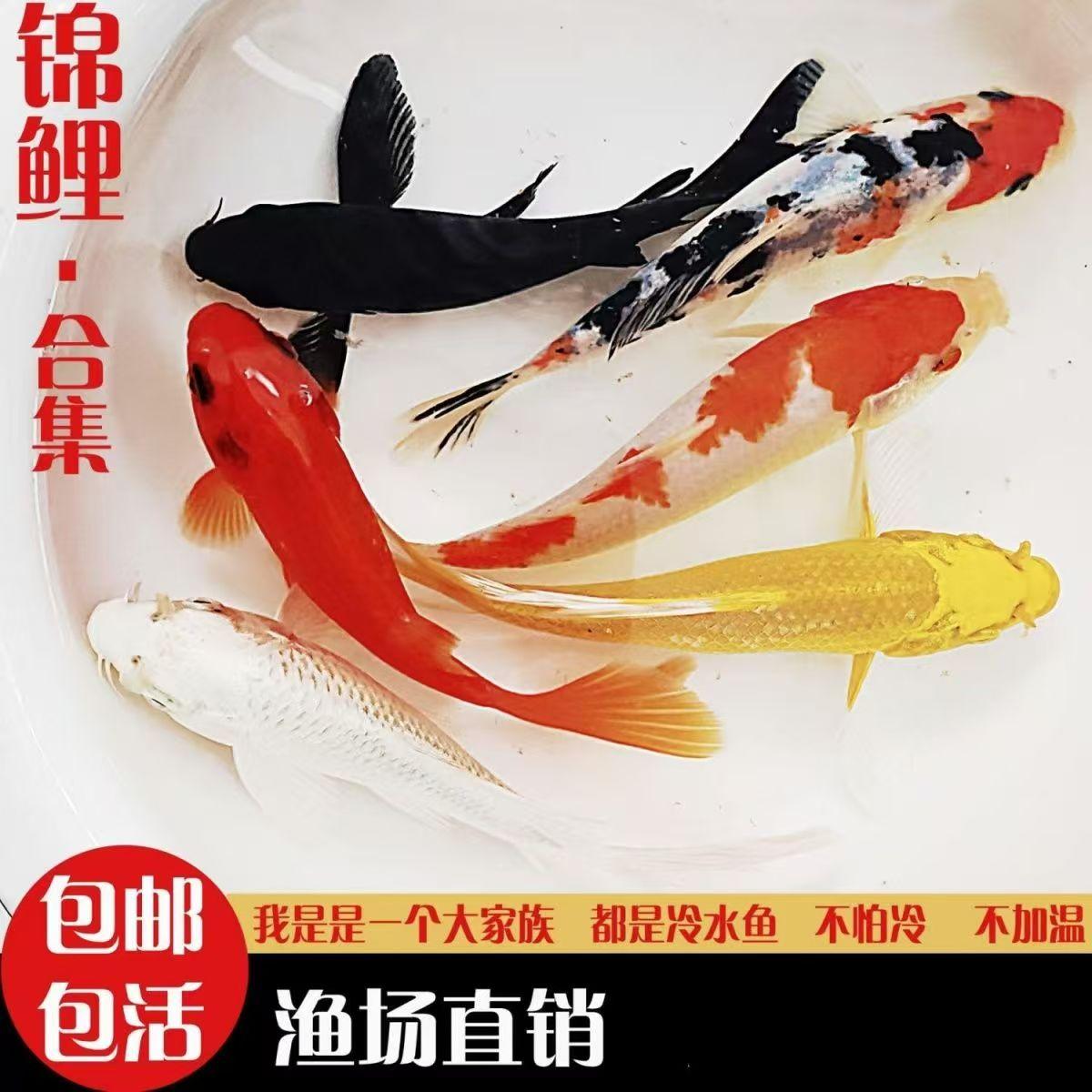日本火鲤鱼苗：风水鱼中的红色锦鲤，给家带来好运的冷水鱼！