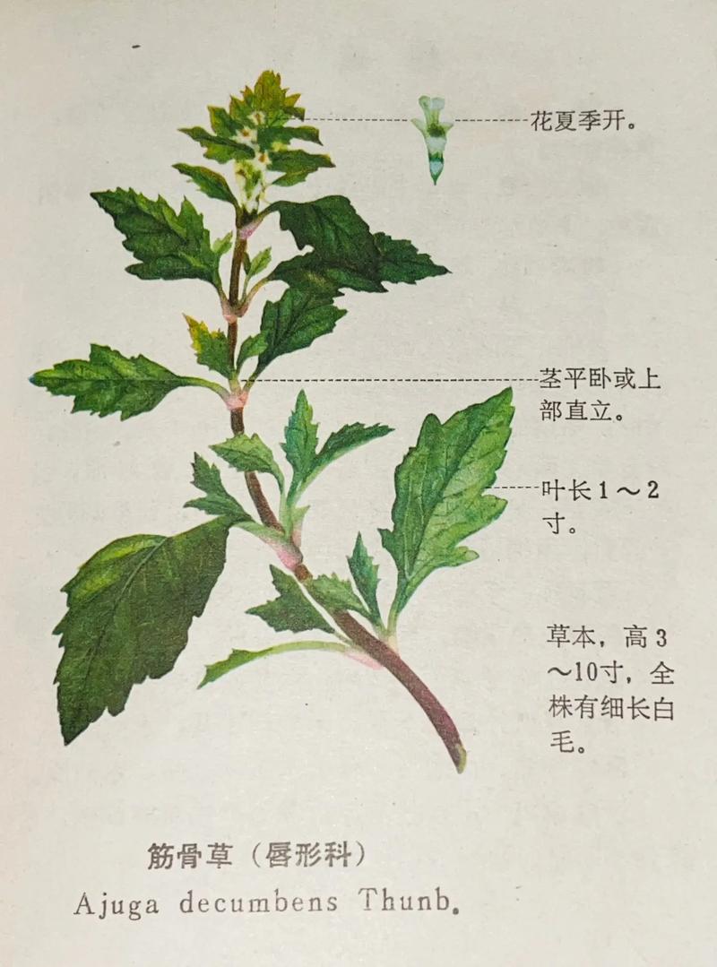 筋骨草价格,筋骨草概述