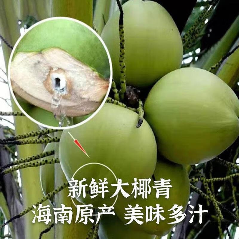 海南文昌带皮椰子蛋：现摘现发，孕妇补羊水的热带佳品！