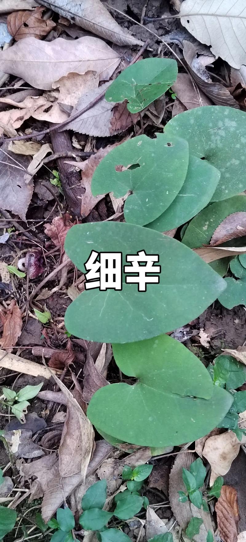 水细辛图片,水细辛——大自然的神秘植物