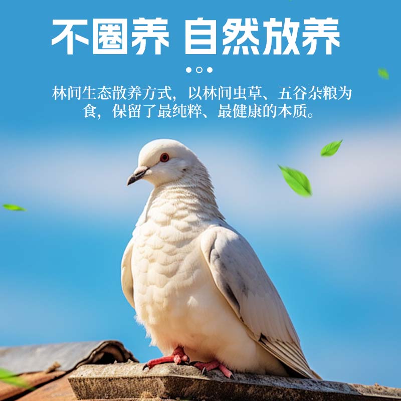 【顺丰包邮】农家散养鸽子，新鲜现杀土鸽，渣杂粮喂养，煲汤首选！