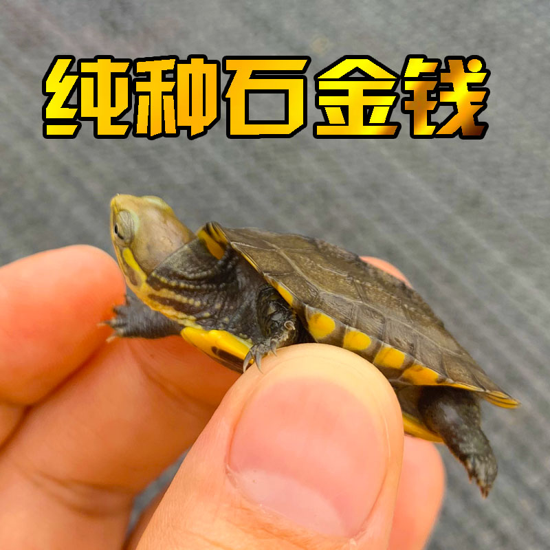 正宗越南纯种石金钱龟苗：招财镇宅的幸运符，你值得拥有吗？
