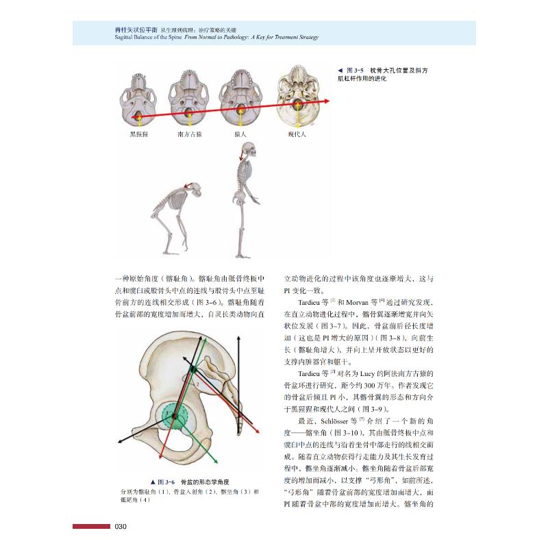脊柱&amp;足踝损伤治疗秘籍，物理治疗师必备书籍！