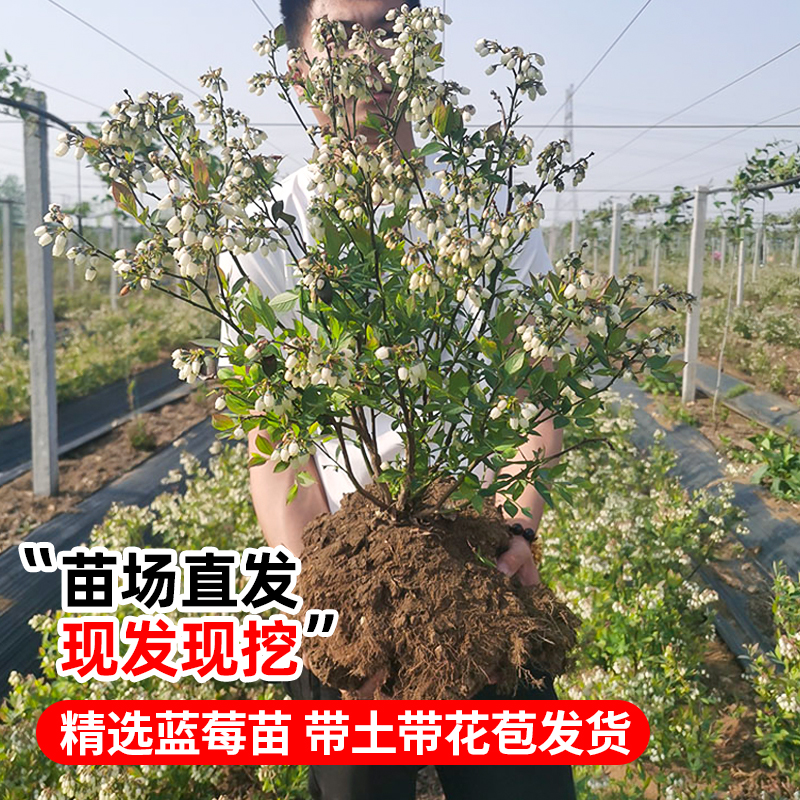 夏普比率：高还是低，投资决策的关键指标