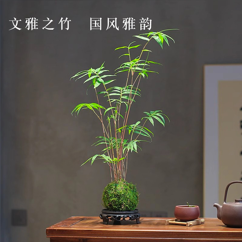 客厅翡翠鱼缸观音竹造景：让家里瞬间变身热带雨林秘境