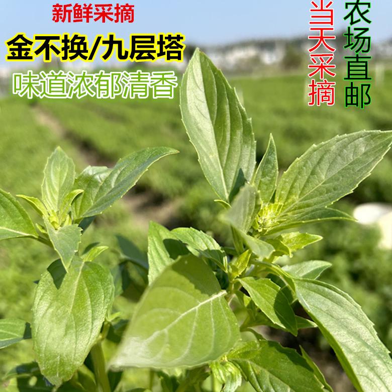 罗勒叶：新鲜可食用的九层塔，金不换香料，解锁鱼香草兰台式三杯鸡的秘密食材！