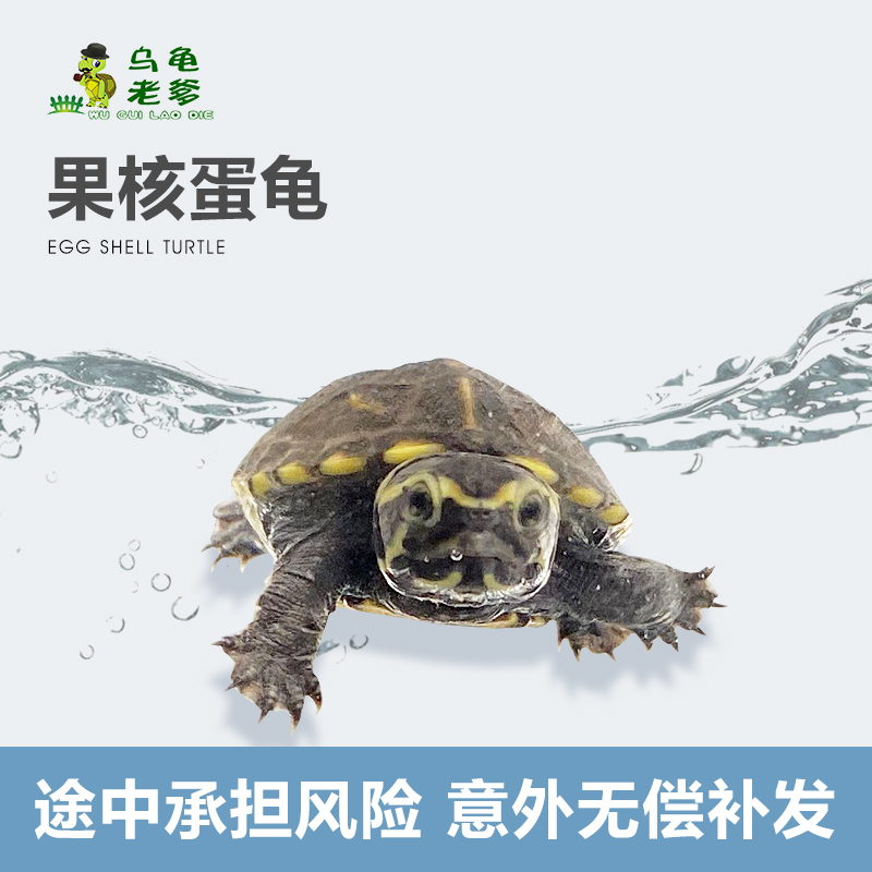 乌龟老爹2025果核龟：果核蛋龟苗，小型龟蛋龟类的萌宠新宠！