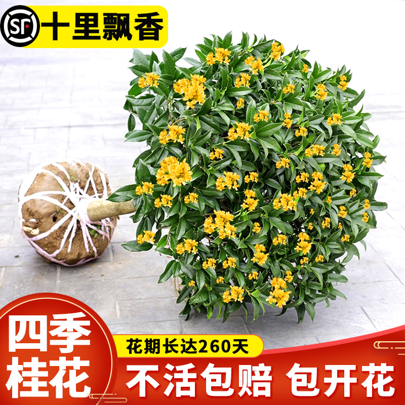 桂花树苗盆栽太香了！金桂丹桂庭院大树浓香型绿植，四季开花不踩雷！