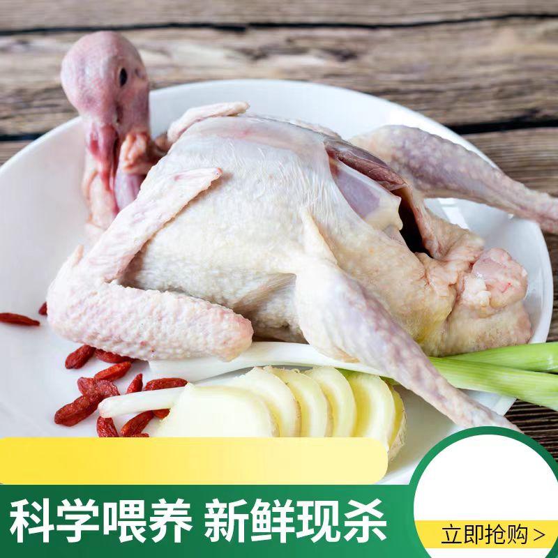 冰鲜乳鸽(含心肫)300g：解锁美食新境界，舌尖上的极致享受！