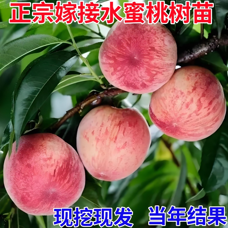 正宗巨型冬桃树苗嫁接早晚熟水蜜桃树苗，脆甜南方种植地栽盆栽攻略大公开！