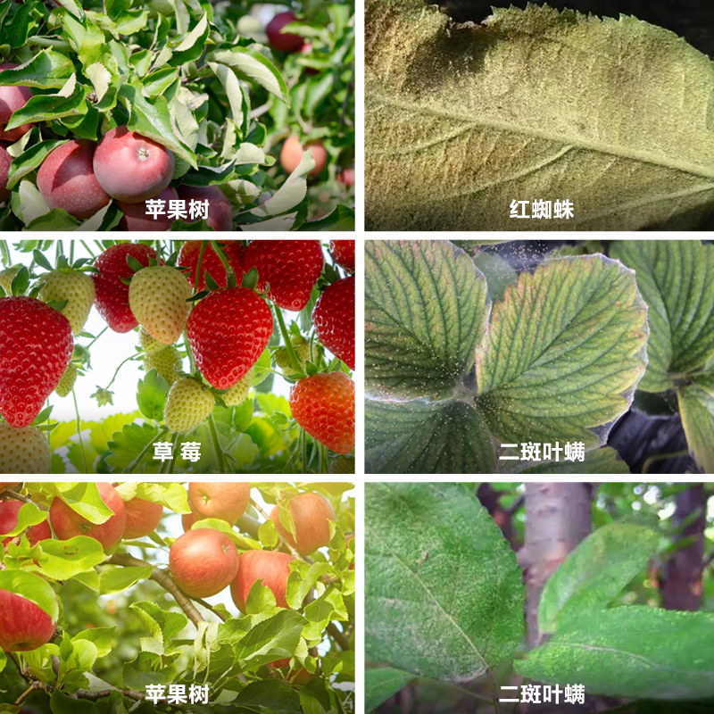 苹果树救星！满肃静30%腈吡螨酯杀虫剂，红蜘蛛克星来了！这波必须冲