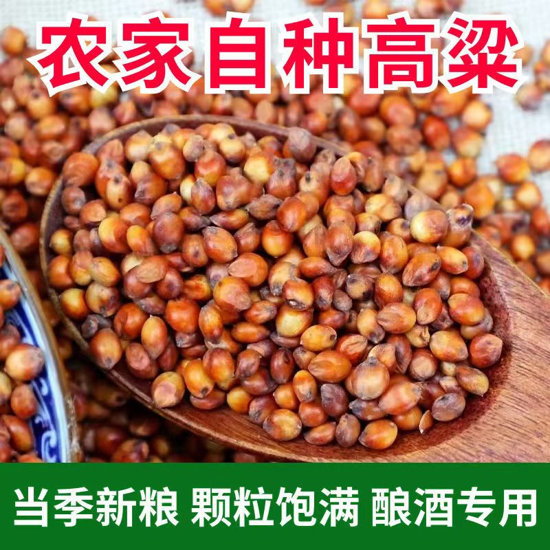 100斤东北红高粱：酿酒佳品，还是喂鸽子的美味？