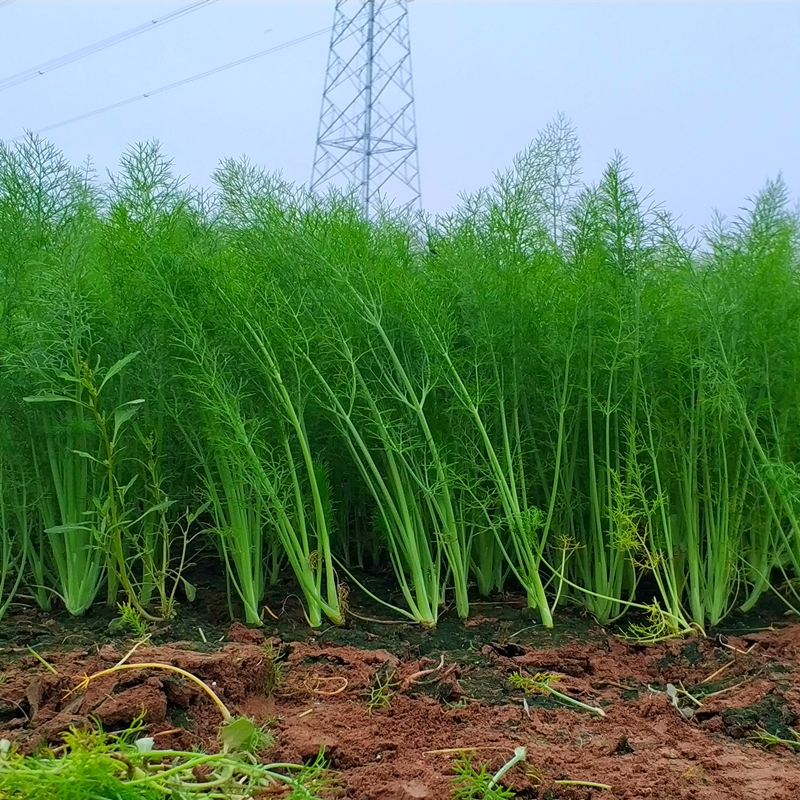 新鲜小茴香：当季蔬菜里的回香秘籍，农家包饺子馅的绝佳选择！