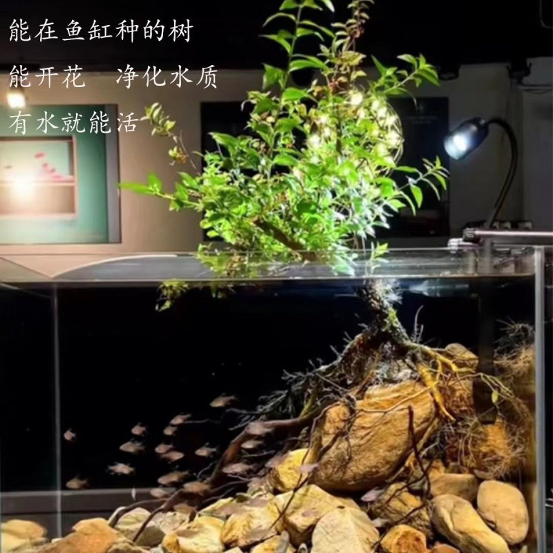 水杨梅鱼缸造景：打造你的专属自然乐园️