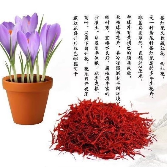药用藏红花种球：轻松拥有阳台上的浪漫花海