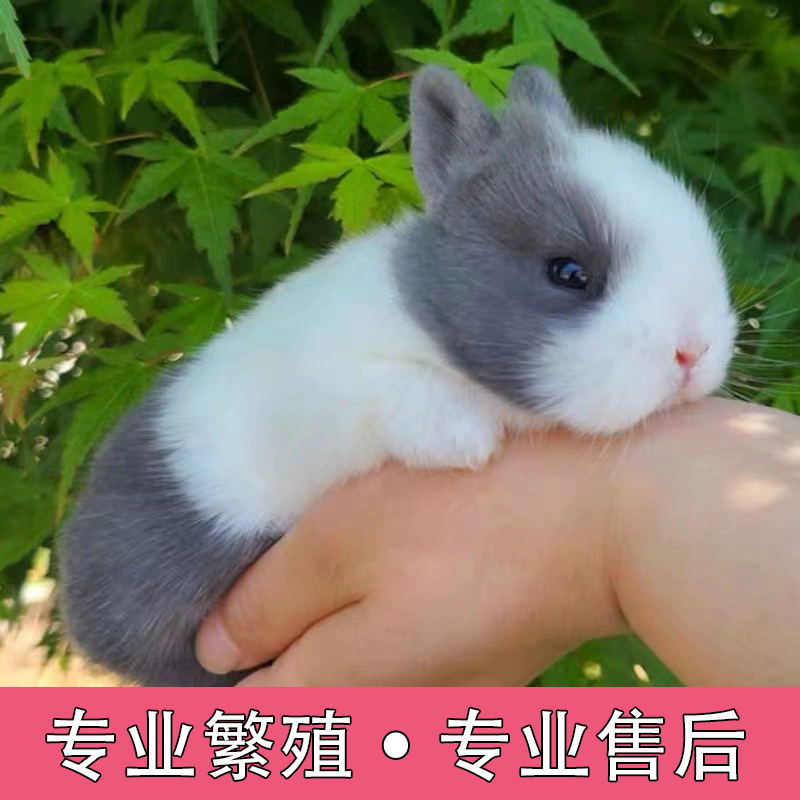 美国进口血统二代侏儒兔：萌翻天的小可爱，宠物界的网红新宠！