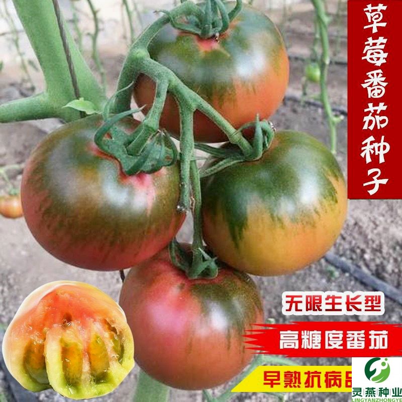 草莓番茄生食攻略：解锁400g/份的美味新吃法！