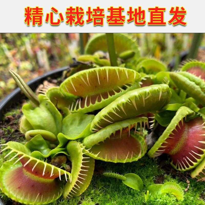 超大捕蝇草盆栽猪笼草苗：驱蚊绿植界的“食人虫”花卉，幼儿园室内好养活神器！