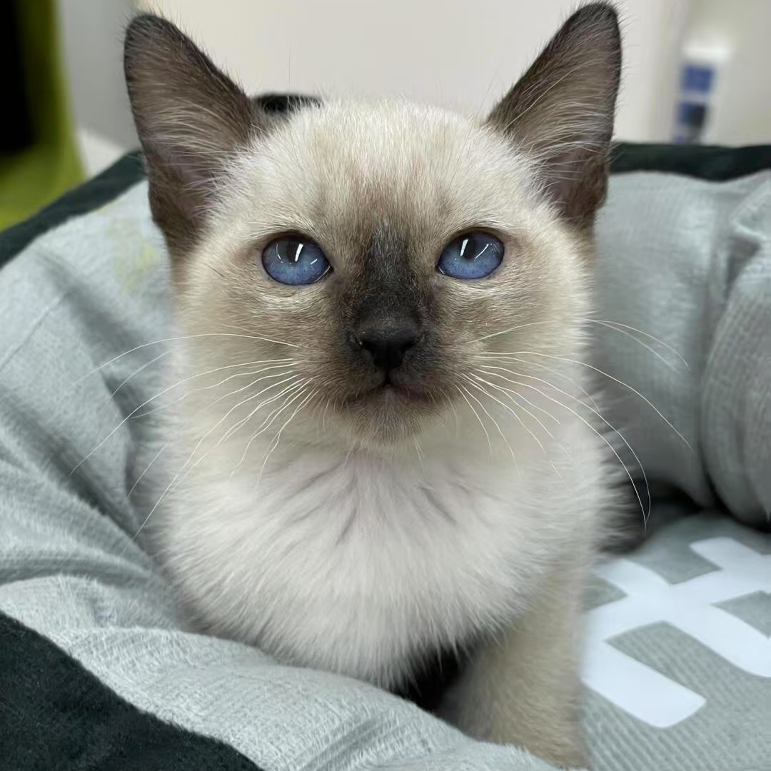 【甘肃猫舍】暹罗猫幼猫：海豹重点色大黑脸蓝眼，宠物猫界的颜值担当！