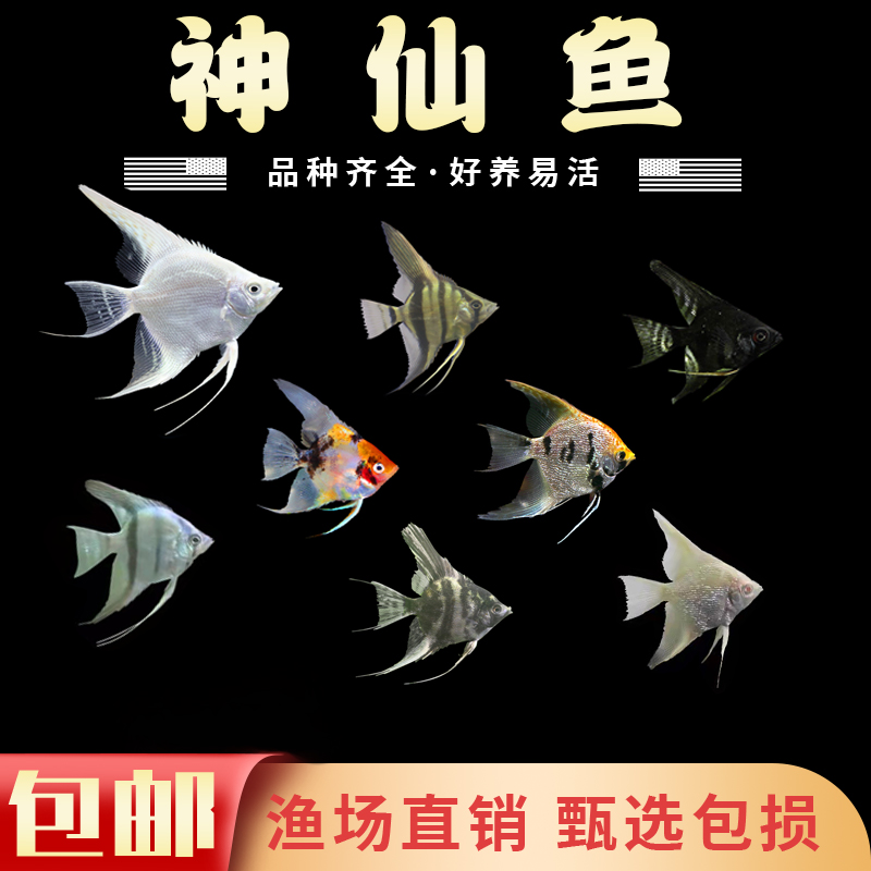 神仙鱼小型鱼苗：热带水族箱里的梦幻精灵，如何挑选与养护？
