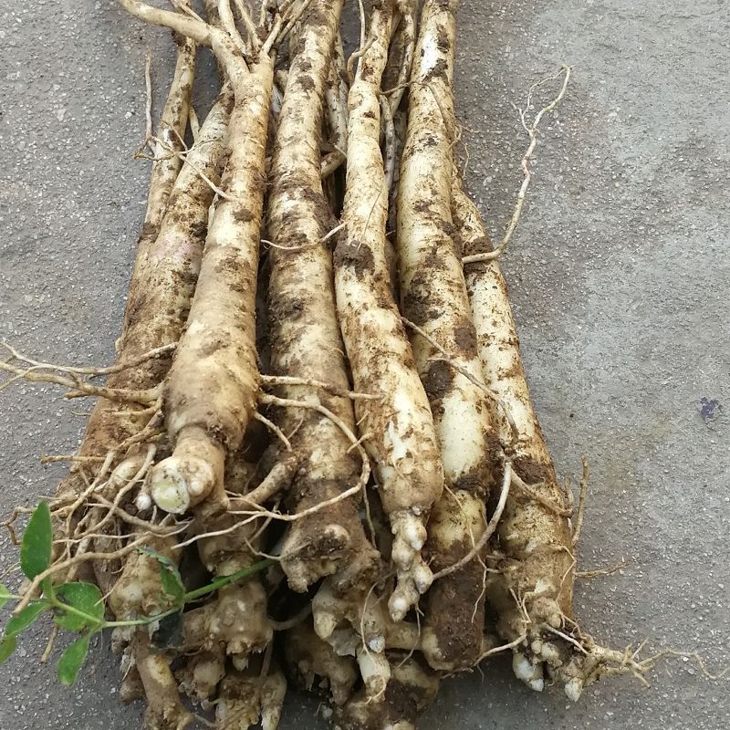 鲜桔梗500g：秦岭现挖，二年生优质根茎，开启健康美味新篇章
